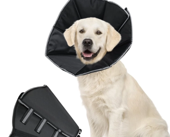 dog cone after surgery