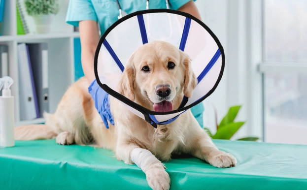 dog recovery cone alternatives