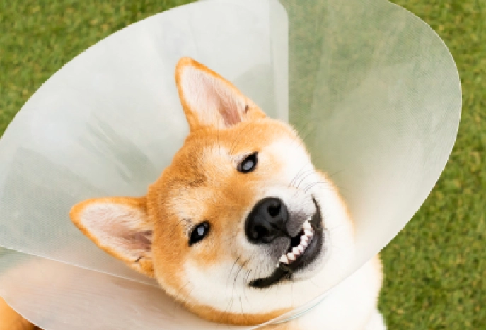 how to put on dog cone