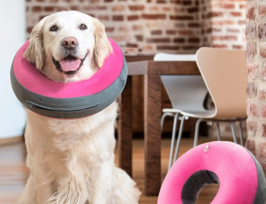 soft dog collar after surgery soft dog collar after surgery