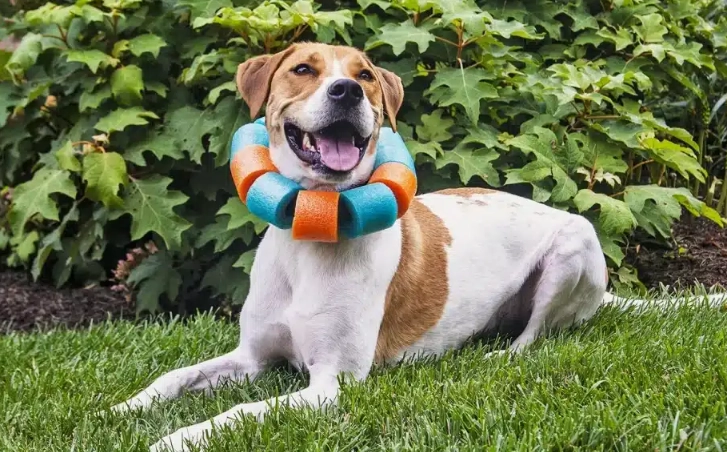 dog cone alternatives