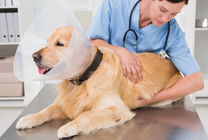 soft recovery collar for dogs