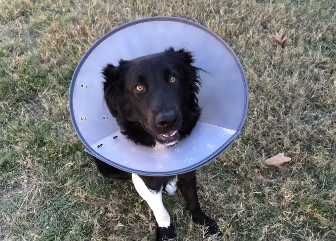 soft recovery collar for dogs soft recovery collar for dogs