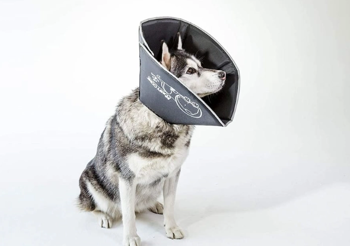 dog recovery collar