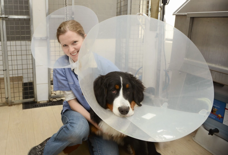 post surgery dog collar post surgery dog collar