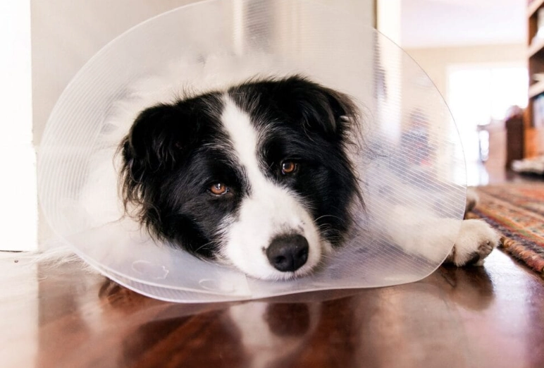 post surgery dog collar post surgery dog collar