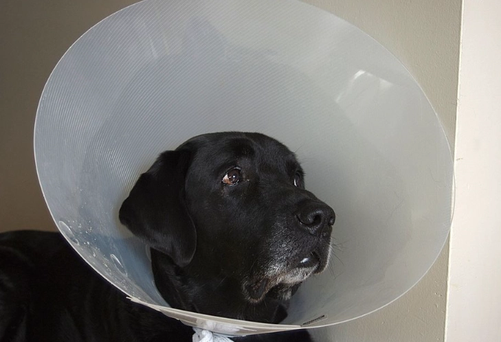 soft recovery collar for dogs soft recovery collar for dogs