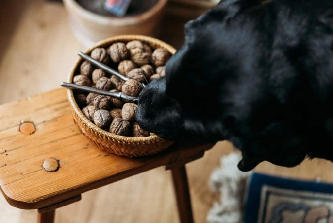 are nuts bad for dogs are nuts bad for dogs