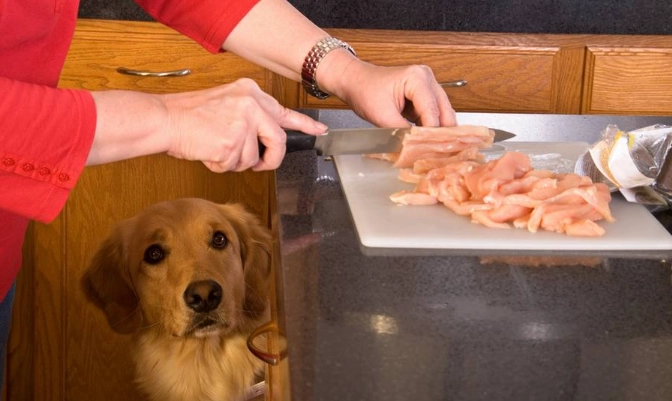 dog upset stomach treatment