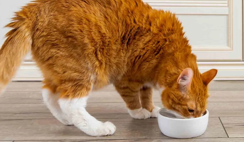 how to dilute chicken broth for cats