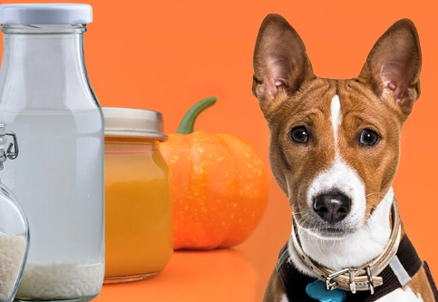 what to give a dog with diarrhea