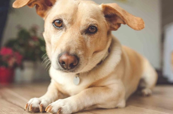 dog safe nuts dog safe nuts