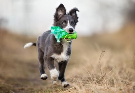 dog upset stomach treatment