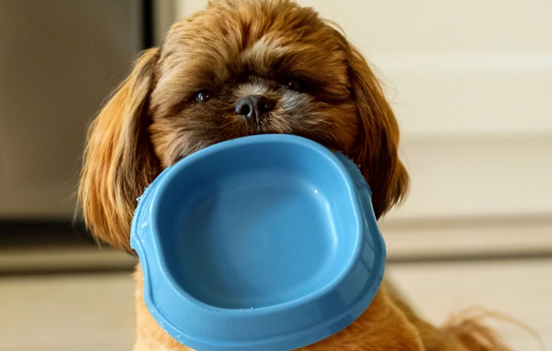 what to give a dog with diarrhea