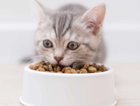 cat feeding chart by age