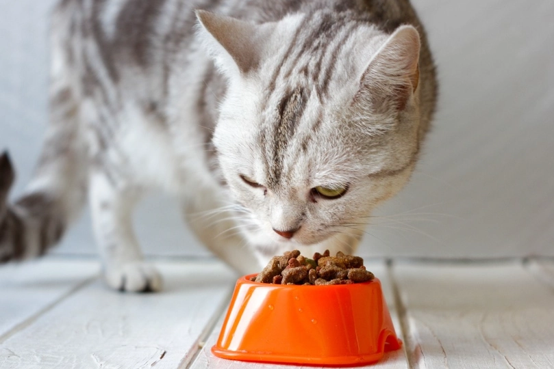 cats how much food per day chart