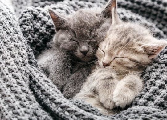 cats how much food per day chart