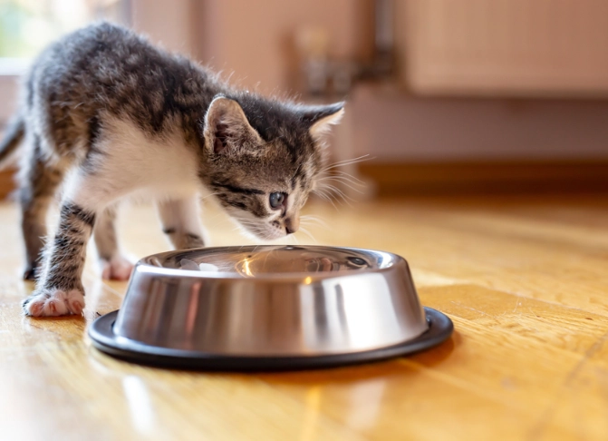 cat feeding chart by age