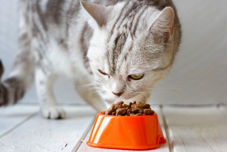 cat feeding chart by age