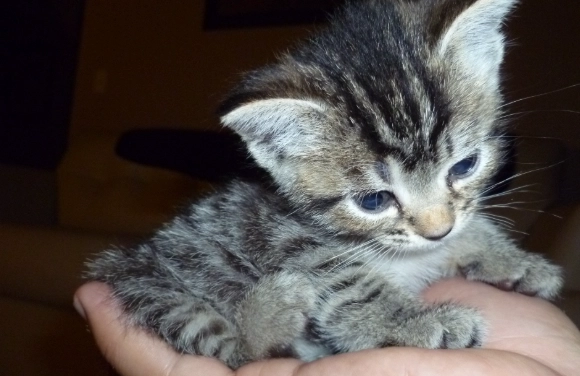 how much wet food to feed a cat