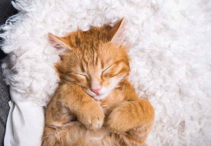 cat feeding chart by age