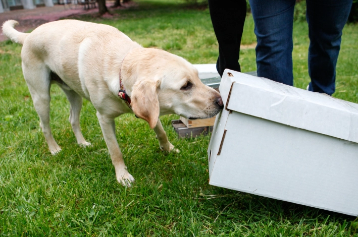 dog ate a bee dog ate a bee