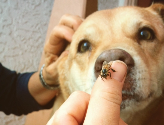 dog ate a bee dog ate a bee