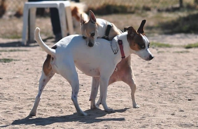 how to stop female dog from humping