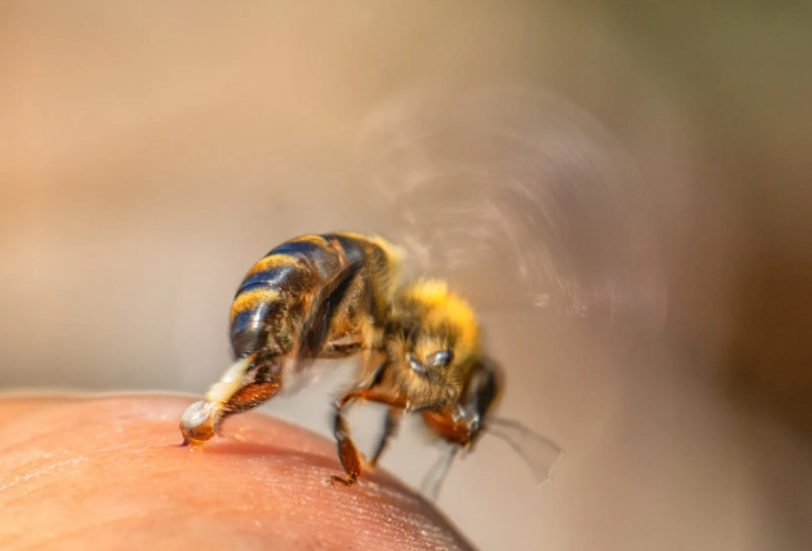 bee sting in dogs bee sting in dogs