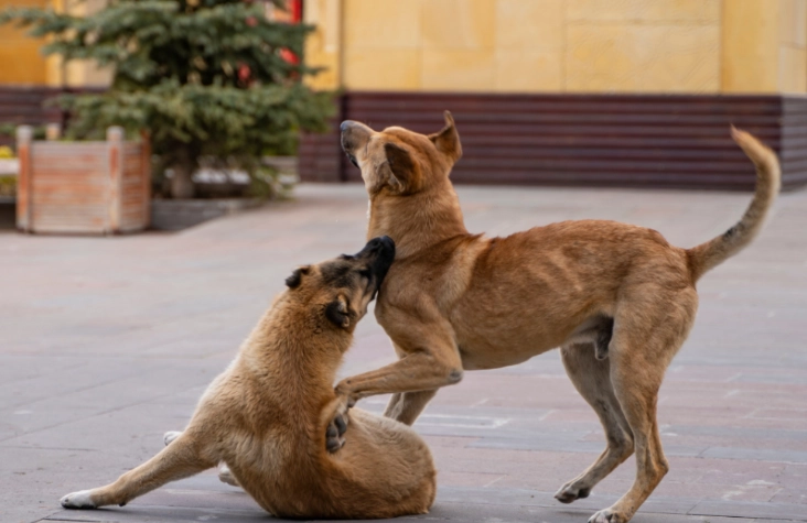 stop dog mounting behavior