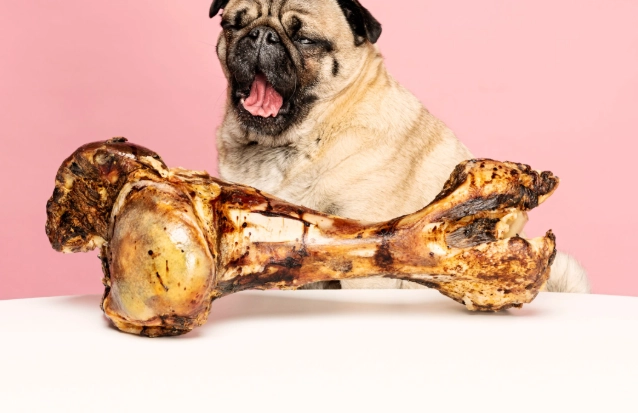 dogs eating bees dogs eating bees