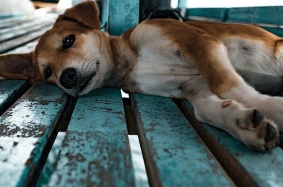 why does my dog have diarrhea but act fine