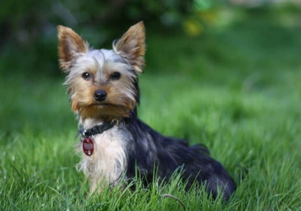 watery brown diarrhea in dogs