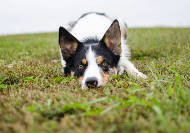 dog diarrhea but acting normal