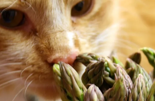cats eat asparagus