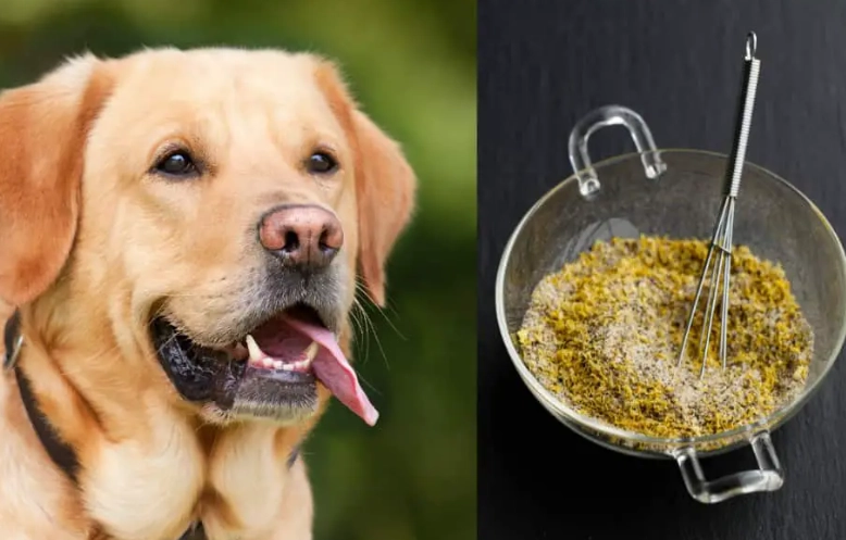 dog safe herbs dog safe herbs