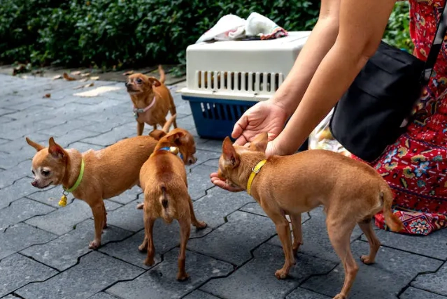 home remedies for dog diarrhea home remedies for dog diarrhea