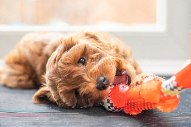 best puppy teething toys best puppy teething toys