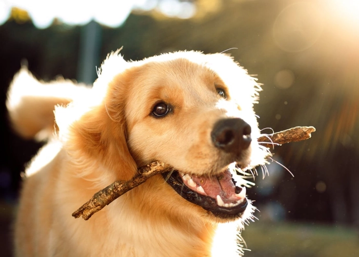 anal sac infection dog anal sac infection dog