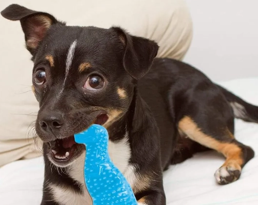 best puppy teething toys best puppy teething toys