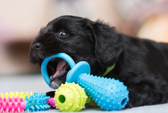 dog chew toys dog chew toys