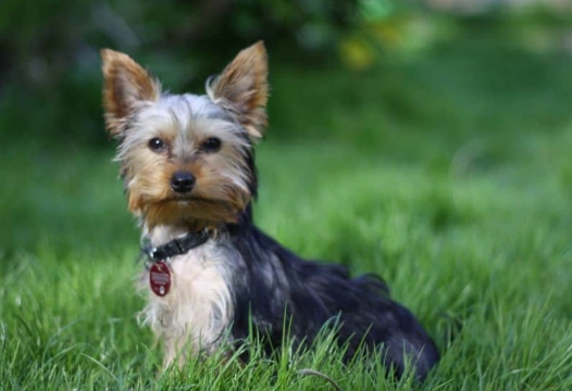 what to give a dog with diarrhea what to give a dog with diarrhea