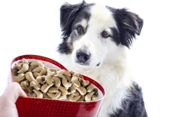 can dogs eat peanuts