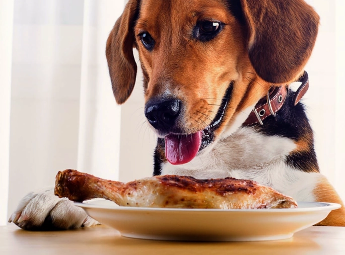 what seasonings can dogs eat what seasonings can dogs eat