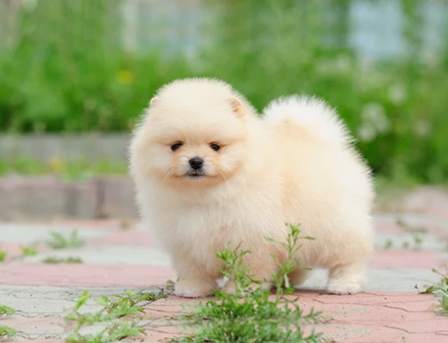 dog anal gland infection dog anal gland infection