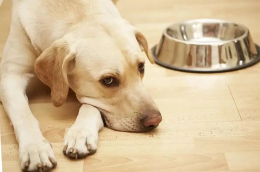 home remedies for dog diarrhea home remedies for dog diarrhea