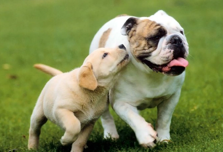 anal sac infection dog anal sac infection dog