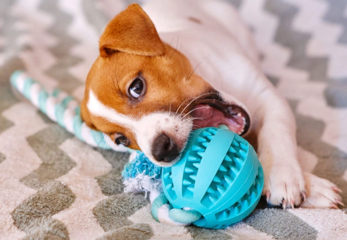 dog chew toys dog chew toys