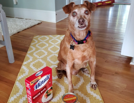 what to give a dog with diarrhea what to give a dog with diarrhea