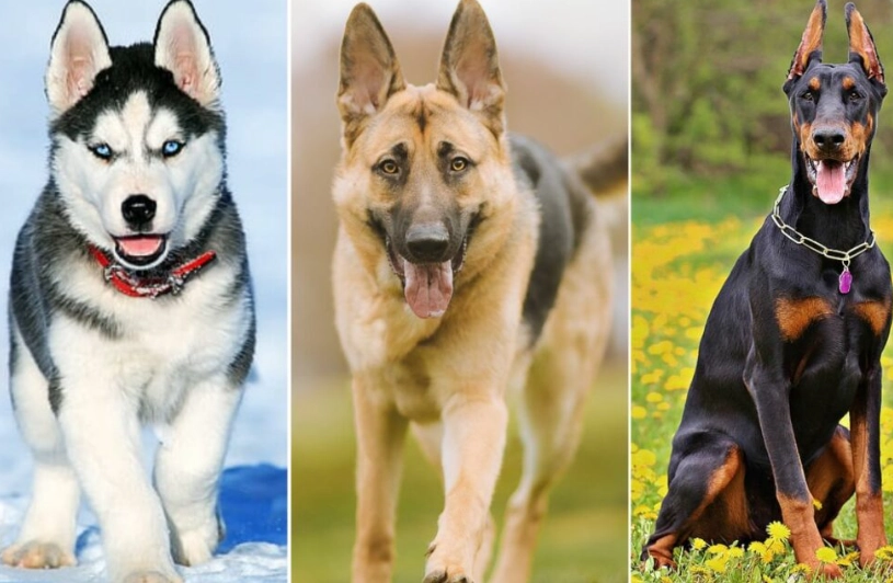 dog anal gland infection dog anal gland infection